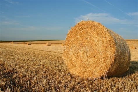 hay bale stock image image  rounded outdoor landscape
