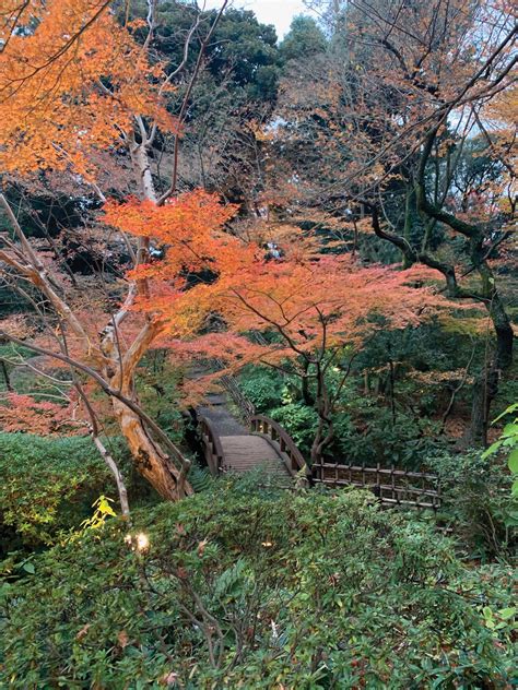 eternal forests  veneration   trees  japan arnold arboretum