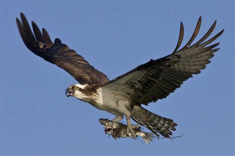 threatened bird species making comebacks  ohio aerial view clevelandcom