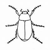 Coloring Pages Bugs Printable Beetle Insect Colouring Bug Insects Search Printables Kids Super sketch template