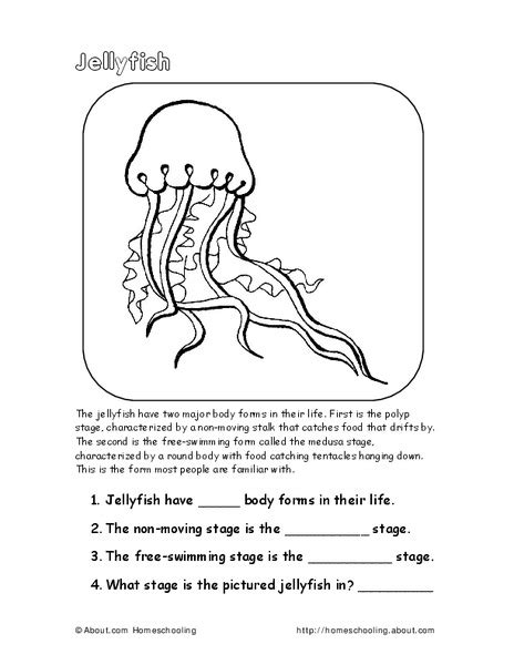 jellyfish worksheet    grade lesson planet