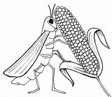 Plagues Locust Livestock Grilo Gafanhotos Grilos Comendo sketch template
