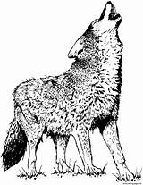Wolf Coloring Pages Cute Simple Printable Print Color Prints Book sketch template