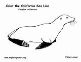Sea Lion Coloring California Labeling Seal Exploringnature Lions Pages Animals Sealions Colouring Searches Recent sketch template
