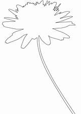 Silhouettes Chrysanthemum Outline Vector Coloring Pages sketch template