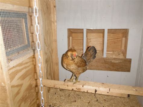 New To Chickens Confirming Sex And Breeds Backyard