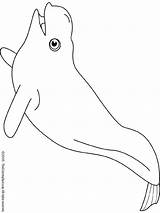 Beluga Balena Balene 1064 Lightupyourbrain Tiere Malvorlage Kategorien sketch template
