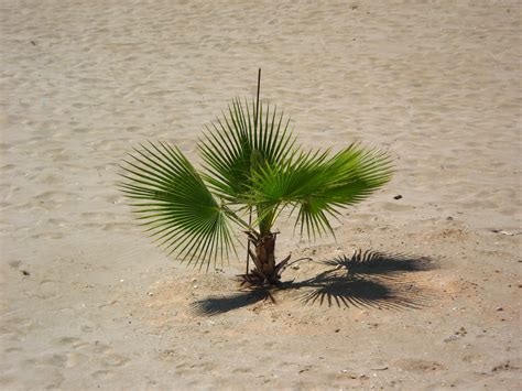 mini palm tree photo  perivolia  rethymno greececom