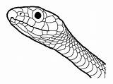 Snake Snakes Draw Reptile Reptiles Amphibian Anaconda sketch template