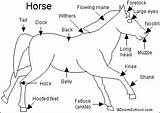 Horse Enchantedlearning Quiz Mustang Printouts Animal Horses Label Anatomy Camp Mammals Wild Gif Mustangs Fast Horseback Riding sketch template