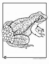 Frog Coloring Eggs Cycle Life Clipart Library sketch template
