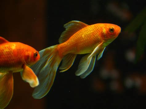 conheca  peixe dourado  saiba como criar essa beleza em seu aquario