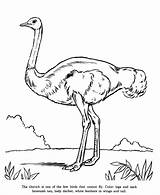 Coloring Ostrich Pages Animals Zoo Animal Drawing Printable Drawings Kids Honkingdonkey Print Preschool Identification Popular Fly Bird Raisingourkids Gif Book sketch template