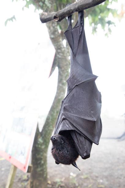 bat hanging upside  large flying fox stock  pictures