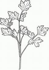 Parsley Hierbas Mewarna Pintar Cilantro Sayur Sayuran Coriander Ervas sketch template