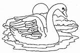 Cisne Cisnes Pintar Uy sketch template