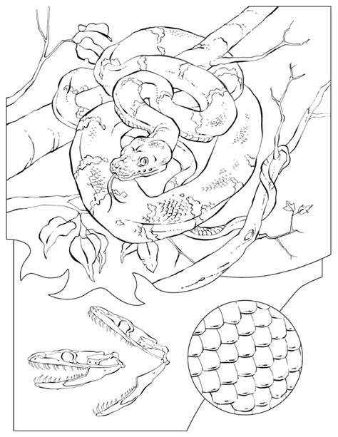 gambar boa constrictor coloring page home colouring pages animals