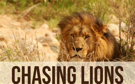chasing lions