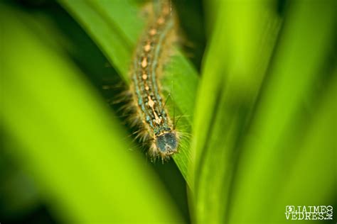 caterpillar  daily photo dose