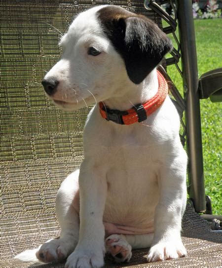 cisco  jack russell mix puppies daily puppy