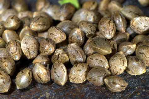 buy   cannabis seeds    small grow