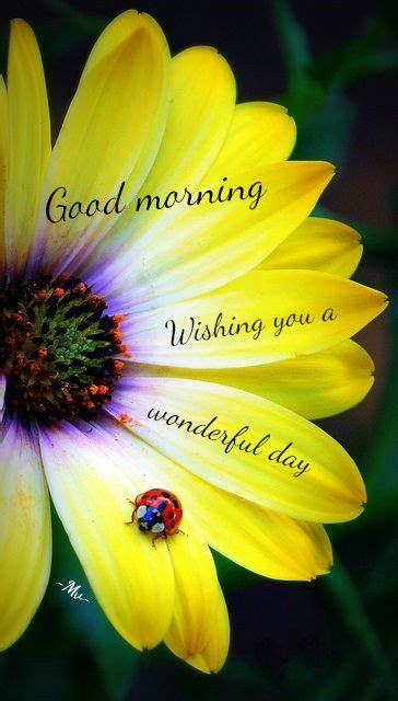 good morning wishing   wonderful day flower quote pictures