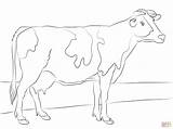 Coloring Cow Holstein Pages Drawing Supercoloring Printable Games sketch template