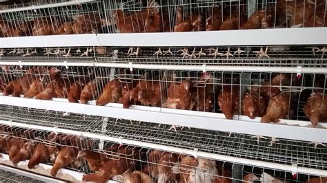poultry farming youtube