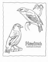 Coloring Pages Finch Birds Yellow Africa Print Timbuktu Color Kids Template sketch template