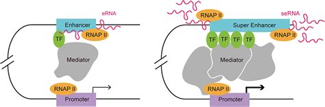 frontiers  super enhancer  coding rna  immune checkpoint