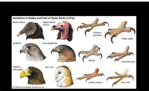 illustrate   types  claws  birds  suitable diagrams brainlyin