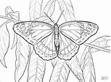 Butterfly Coloring Viceroy Coloringbay sketch template