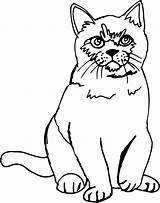 Line Cat Drawing Clipart Getdrawings sketch template