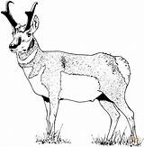 Coloring Pronghorn Pages Antelope Printable Chamois Drawing Drawings Adult Info Designlooter Supercoloring 9kb 720px Color Mandala sketch template
