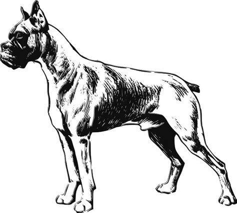 boxer dog sketch coloring pages  place  color dog sketch