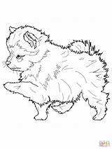 Husky Pomeranian Getcolorings Dachsunds Pup sketch template