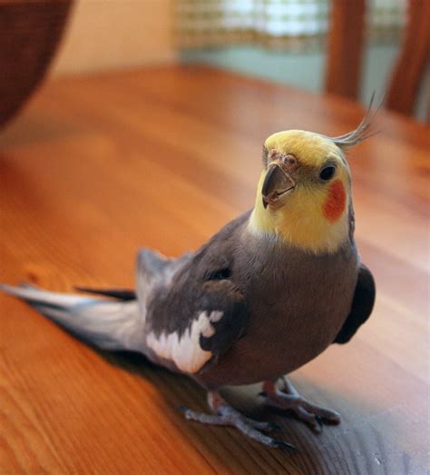 types  cockatiels    perfect pet  pictures