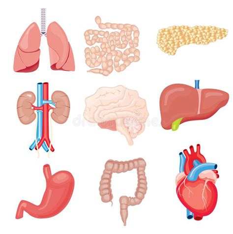 menschliche anatomie der inneren organe der illustration  auf grauem