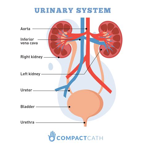 urinary incontinenceurinary system compactcath
