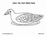 Coot Coloring Hen American Mud Sponsors Wonderful Support Please sketch template