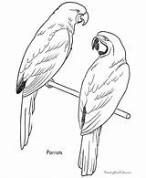 Coloring Pages Bird Kids Parrot Printable Sheet Galah Birds Parrots Drawing Animal Print Printables Budgie Online Drawings Simple Realistic Pet sketch template