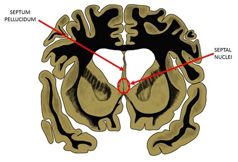 brain septum neuroscientifically challenged