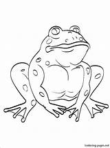 Coloring Pages Toad Bullfrog Frog Getcolorings Kids sketch template