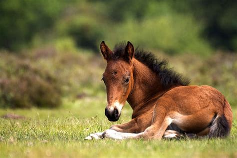 squee alert  adorable baby horses animal hearted animal hearted