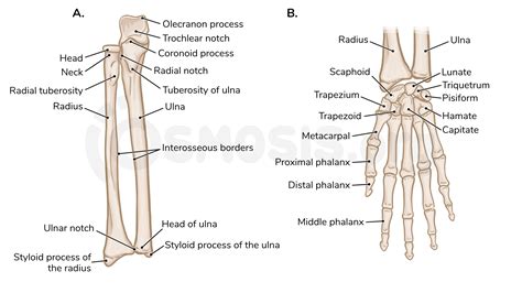 bones   upper limb osmosis