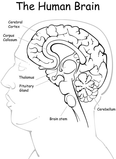 brain anatomy coloring page