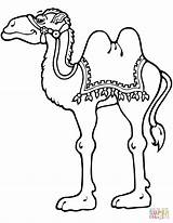 Camel Coloring Pages Printable Camels Standing Cartoon Drawing Kids Animals Line Paper Crafts sketch template