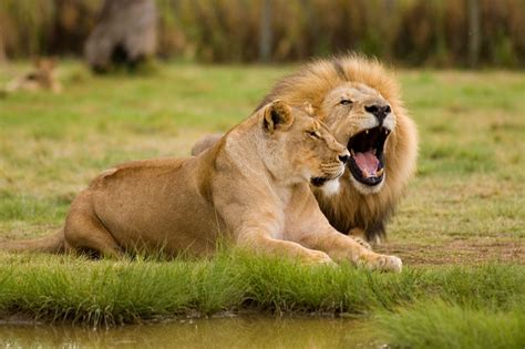 lions  lets explore  habitat