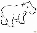 Hippo Coloring Drawing Pages Outline Easy Hippopotamus Baby Kids Cartoon Online Printable Colouring Color Paintingvalley Drawings Getcolorings Supercoloring Getdrawings sketch template
