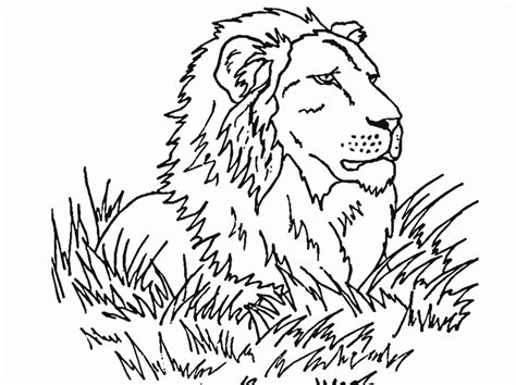 printable pictures  lions coloring home